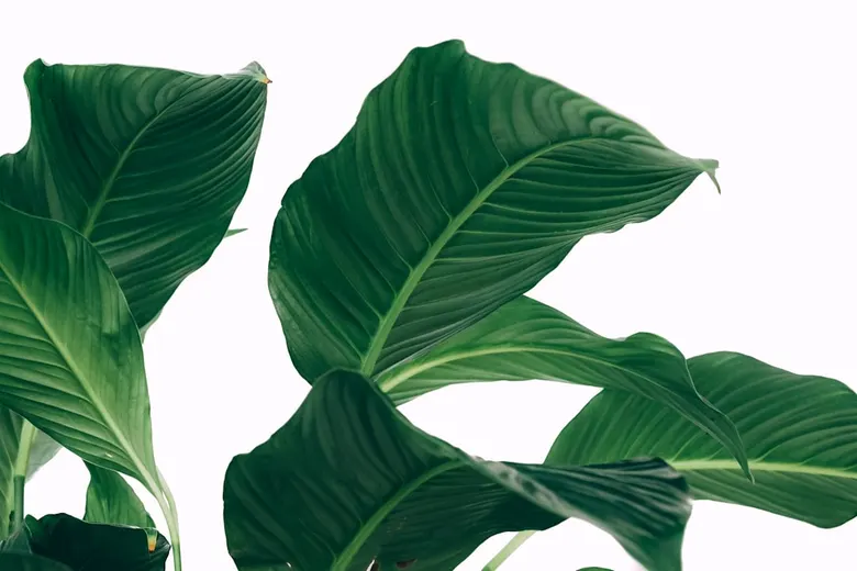 ZZ Plant